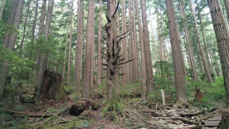 Haunting tree in the Lynn Headwaters area