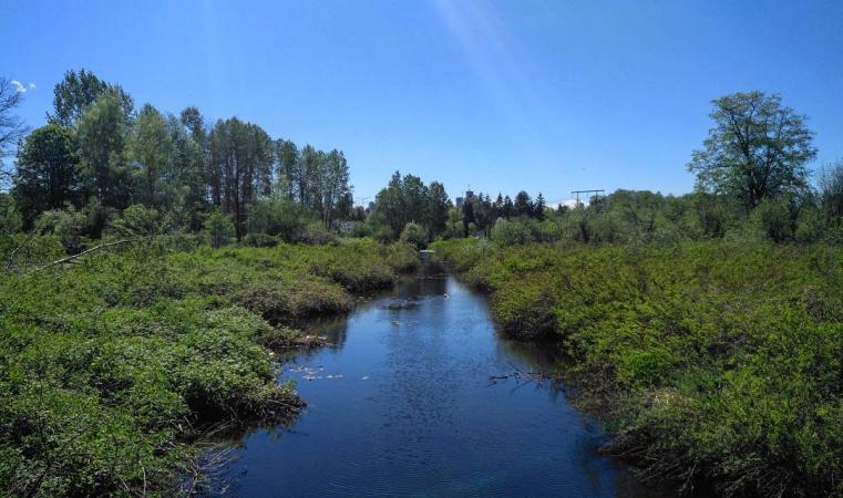 View of a slough on the Southside trail